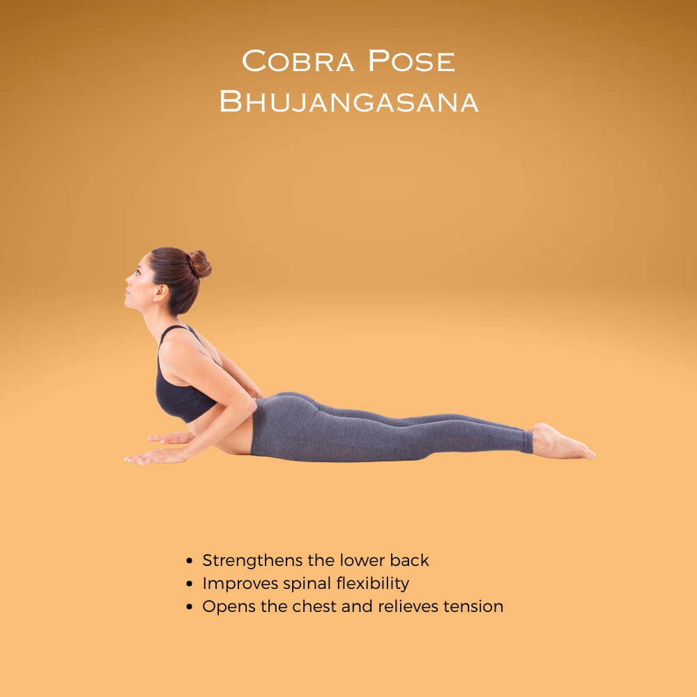 Cobra Pose Bhujangasana